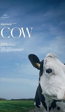 Cow