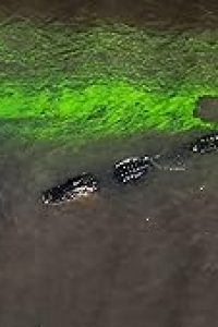 River of Grass