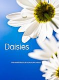 Daisies